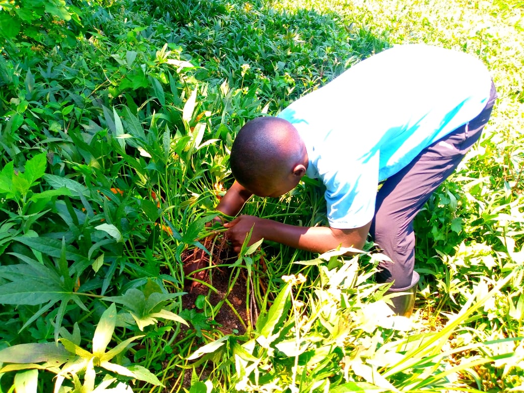 Umwe mubiga ubuhinzi Iwawa arimo kugenzura uko ibijumba byeze
