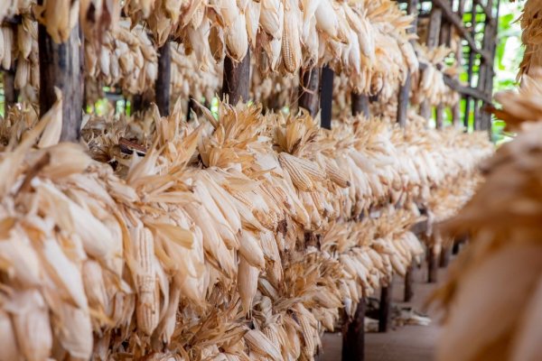 U Rwanda rurihagije ku mbuto zirimo iz'ibigori