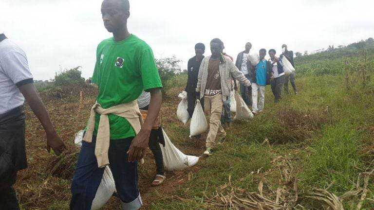 Aha batwaraga ifumbire mu rutoki ruri kwitabwaho.