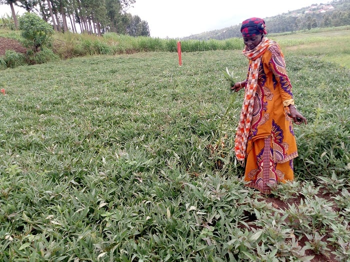 Gutubura imigozi y