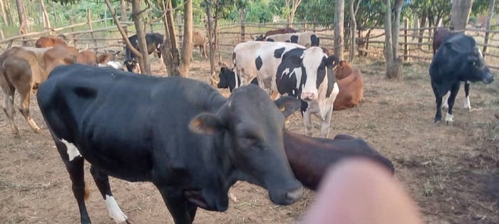 Icyumweru kirashize izi nka aho zifungiye zitarisha cyangwa ngo zibone amazi