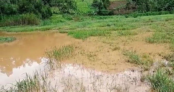 Iyi mirima yarengewe n'amazi ntigihingwa, abaturage bamaze imyaka umunani bategereje ingurane