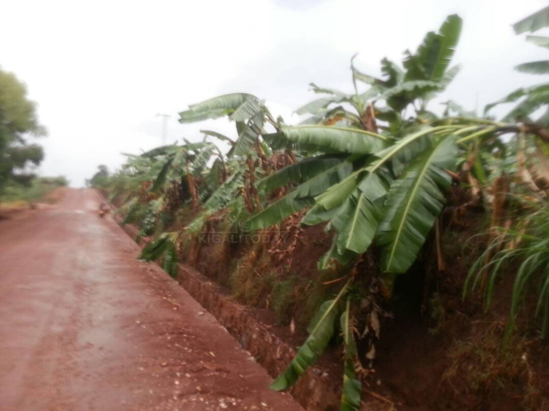 Iyo mvura idasanzwe yangije insina 