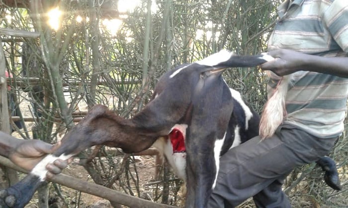Ikimasa bagikuyeho udusabo tw'intanga, nyina ikurwaho ibere 