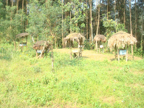 Imwe mu mizinga ya COASEKI iri hafi ya pariki ya Nyungwe.