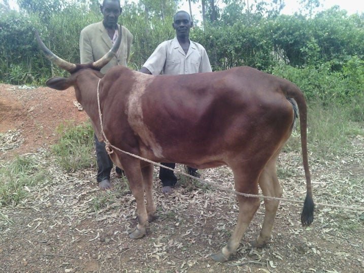 Imwe mu nka zari zaribwe irafatwa isubizwa nyirayo.