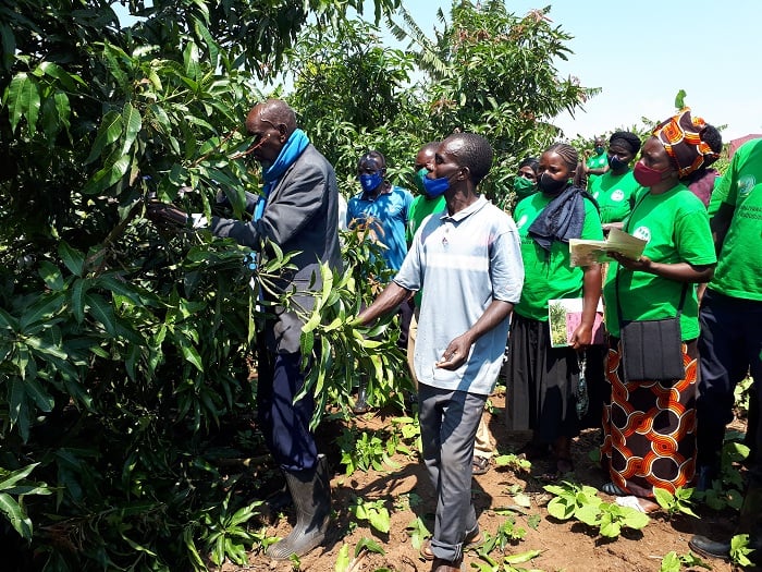 Barerekerwa uko imyembe ikonorerwa hagamijwe kwirinda utumatirizi