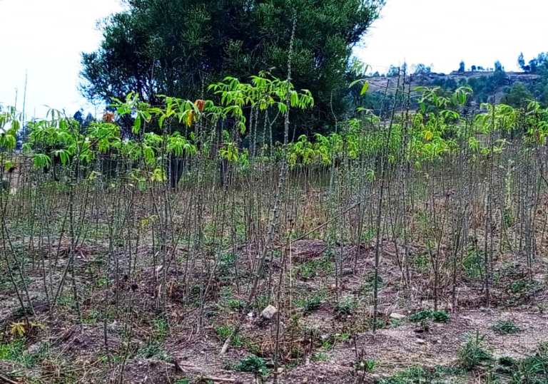 Imyumbati bahinze isa nabi bakaba ngo nta cyizere bafite cyo kuzeza