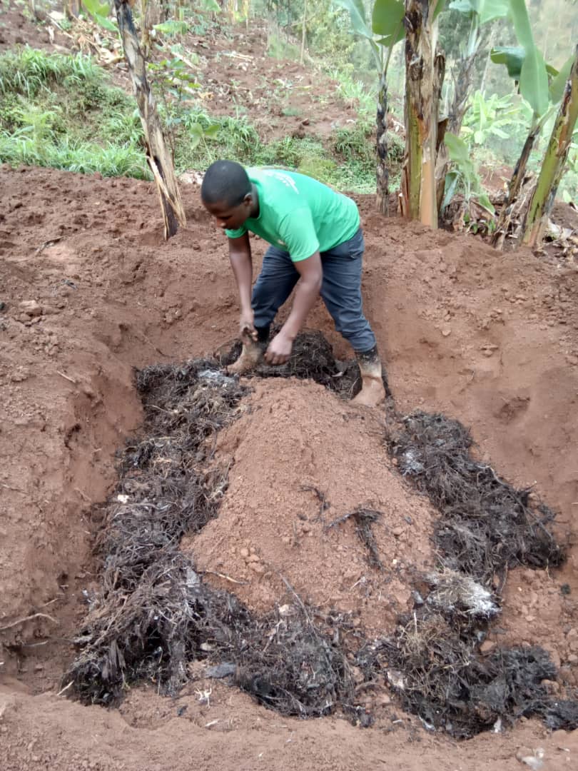 Itaka ryakuwe muri cm 20 zo hejuru barishyira rwagati mu kinogo rikahakora iyogi, hanyuma bakanyanyagiza igitebo cy'ifumbire mu mwanya uri hagati y'ibimba n'umwobo