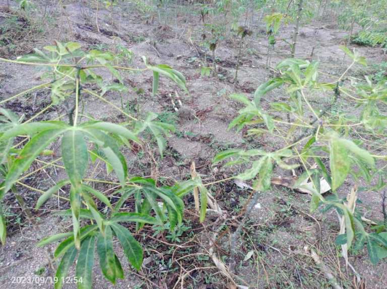 Imwe mu myumbati bahinze yararwaye