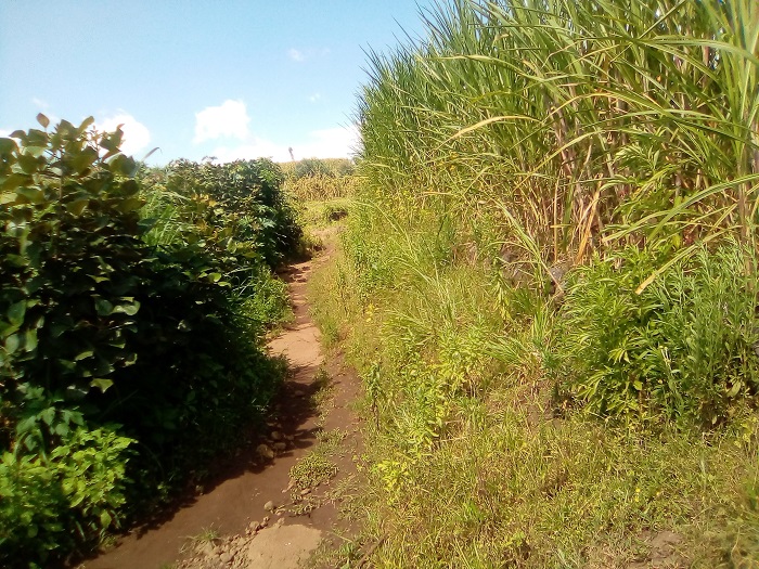 Ku nkengero z'imyuzi haterwa ibyatsi bifata amazi akagabanya umuvuduko
