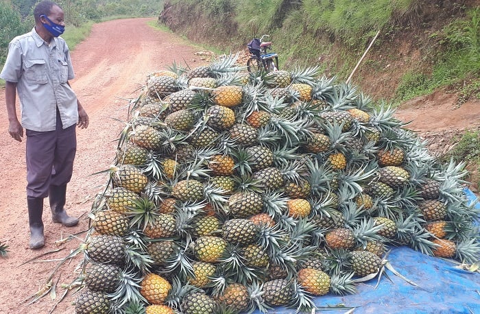 Abatuye Akarere ka Gakenke bishimiye ubuhinzi bw