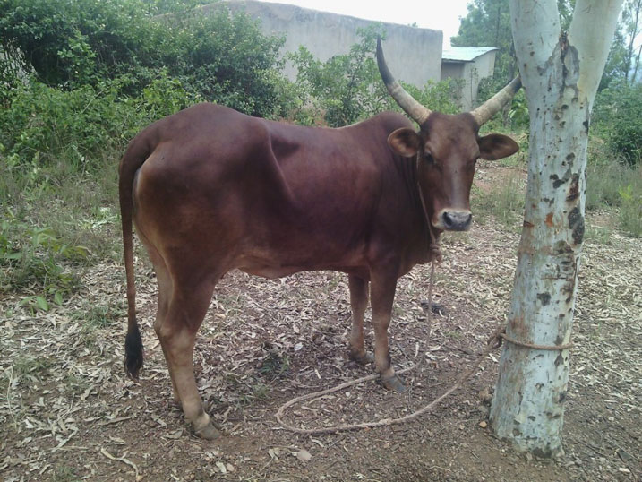 Iyi nka nayo yari yibwe iza kugaruzwa n'irondo.