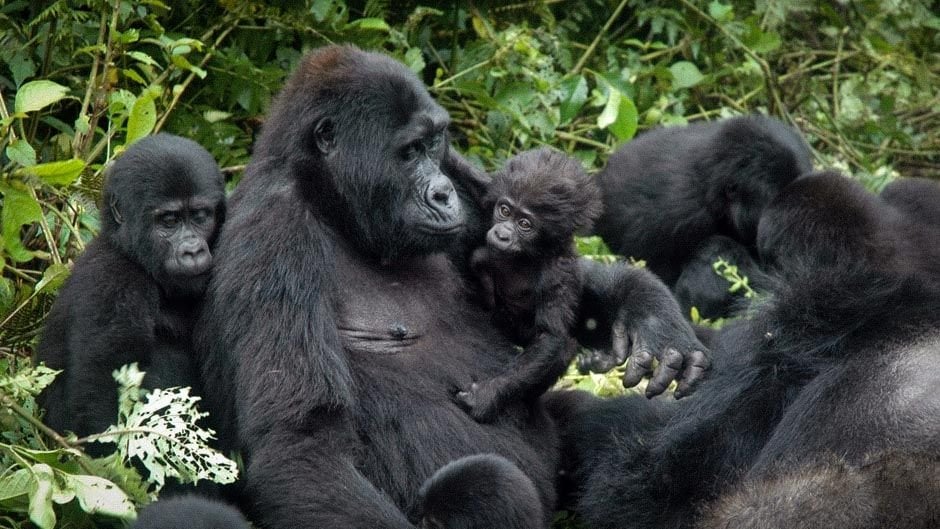 Ingagi zo mu Birunga ni zo zisurwa cyane kurusha izindi nyamaswa zo muri iyo Pariki