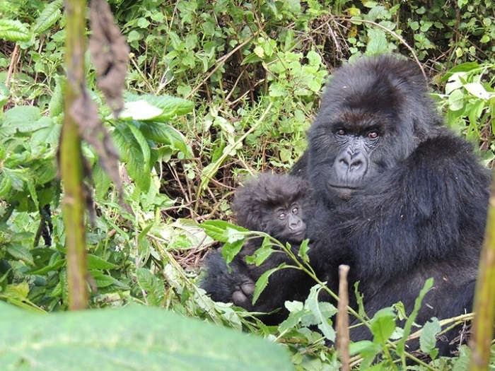 Kuva igiciro cyo gusura Ingagi cyagabanywa, Abanyarwanda bazisura bariyongereye