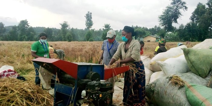 Bifashisha imashini mu gusarura imbuto y'ingano batubuye kugira ngo itangirika (2)