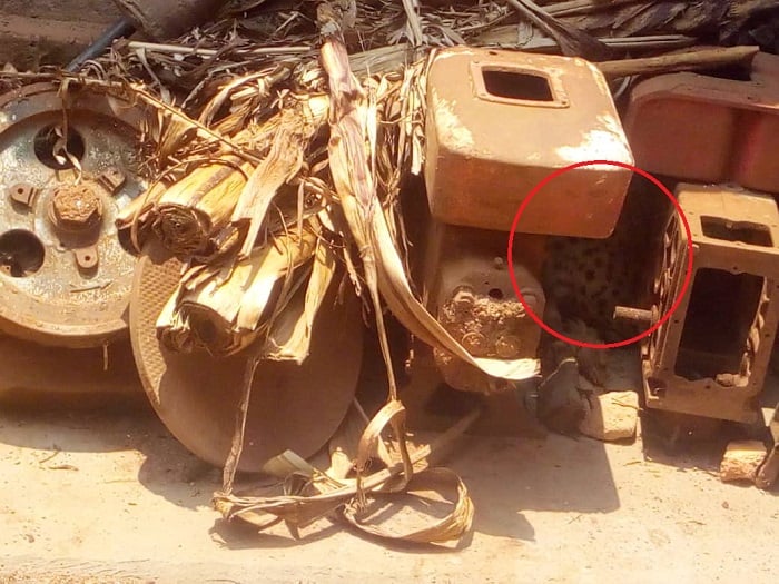 Munsi y'ibyo bisanduku barakeka ko inyamaswa irimo ari ingwe, yababujije gusohoka