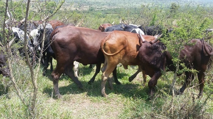 Umworozi yasigariye aho nyuma y'uko inka ze zose zigaragaweho indwara y'uburenge