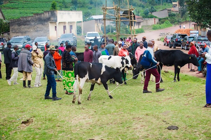 Bahawe inka 39