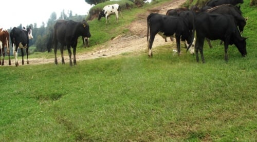Inka 31 zatanzwe zaje zisanga izindi 113 zimaze gutangwa muri gahunda ya Girinka mu karere ka Nyabihu muri uyu mwaka w