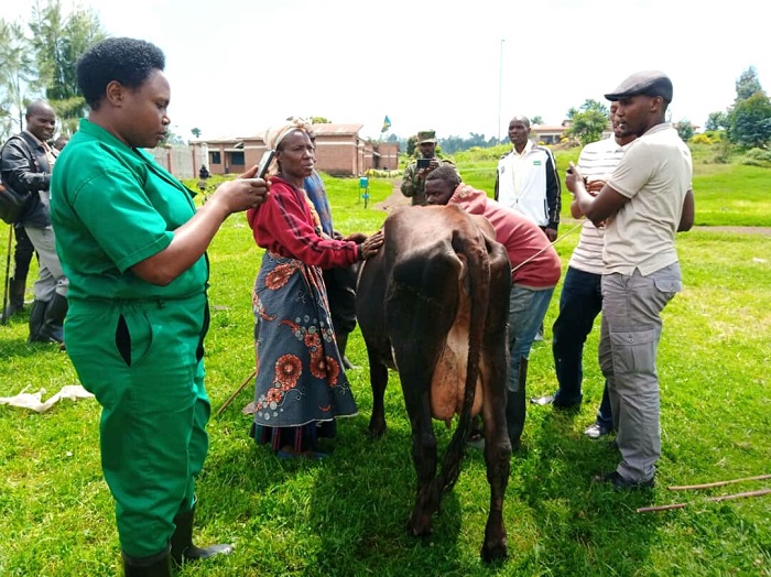 Inka zatangiwe ubwishingizi mu Karere ka Rubavu