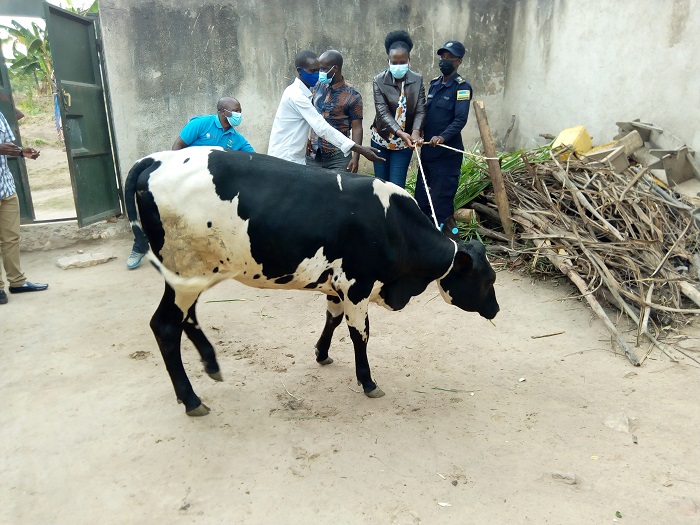 Musonera yahawe inka ihaka ku buryo izahita ibyara vuba ikamufasha kwiteza imbere