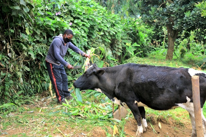 Banabafasha kwita ku matungo yabo