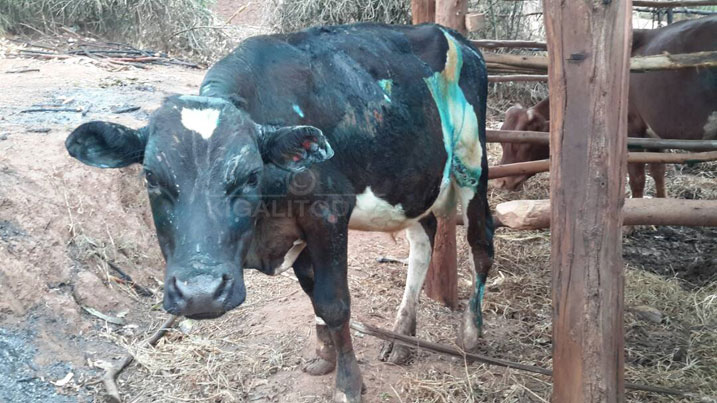 Hamwe zagiye zishya ubwoya ahandi havaho n'uruhu
