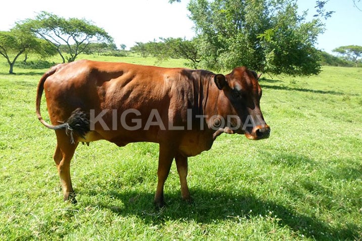 Iyi nka niyo yabyaye ikimasa gifite amaguru atandatu, ariko mbere yari yabyaye inka imeze neza.
