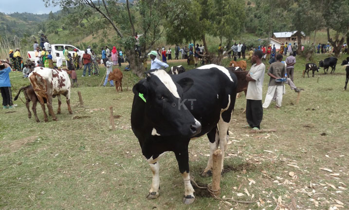 Akarere ka Nyanza kiyemeje guhagurukira ibibazo inka za "Gira inka" bavuga ko zapfuye n