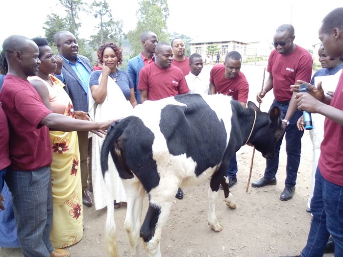 Mukabagora ashyikirizwa inka n'abakozi b'uruganda
