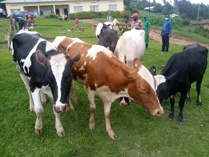 Abagabirwa inka bagirwa inama yo kuzitaho hagamijwe ko zibagirire akamaro