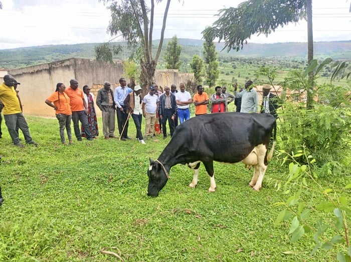 Inka ya Bizimungu wa Nyamugari ifite amaraso y