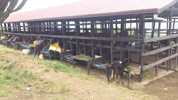 Inka bahawe zatejwe cyamunara 