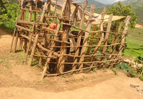 Iyi nka yari yafatiriwe ngo iguranywe ubwatsi nyirayo yafashwe yiba.