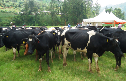 Ngo hari abatanga ibihumbi 30 kugira ngo bahabwe inka.