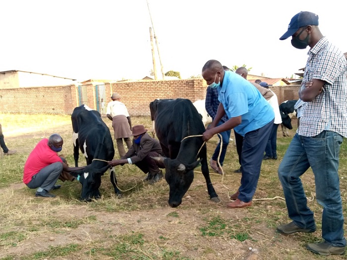 Bishimiye inka bahawe kuko ngo zitumye bongera kugira igicaniro