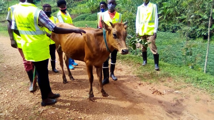 Urubyiruko rw'abakorerabushake bo mu Murenge wa Murambi bateguriye inka Nyirandungutse kubera igikorwa cy'ubutwari