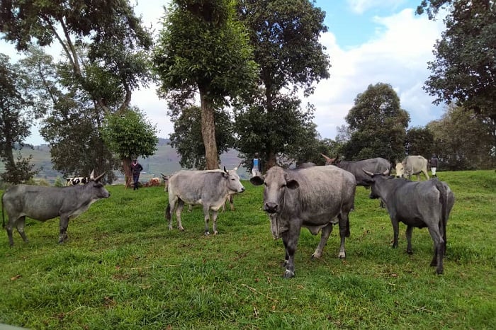 Izo ni Inkuku, iyo iri imbere itagira amahembe ni Inkungu