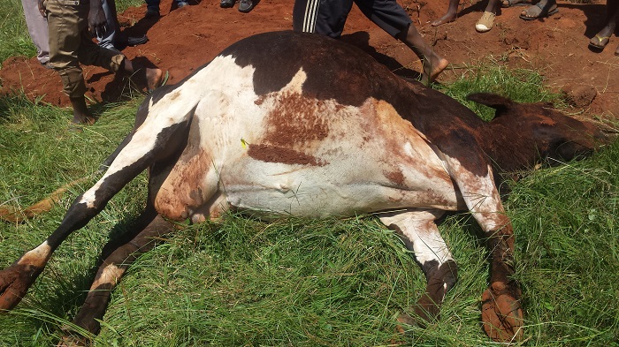Pasiteri Rutembesa avuga ko bakwiye kwishyurwa inka yabo kuko uretse kuba bayibuze n'iyo yahakaga, banabuze amata bayikuragamo