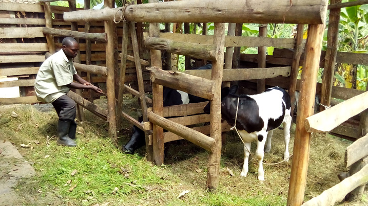 Inka yahawe imaze kubyara 6 ku buryo uretse iyo yazituye izindi nyana azibonamo ibihumbi 200