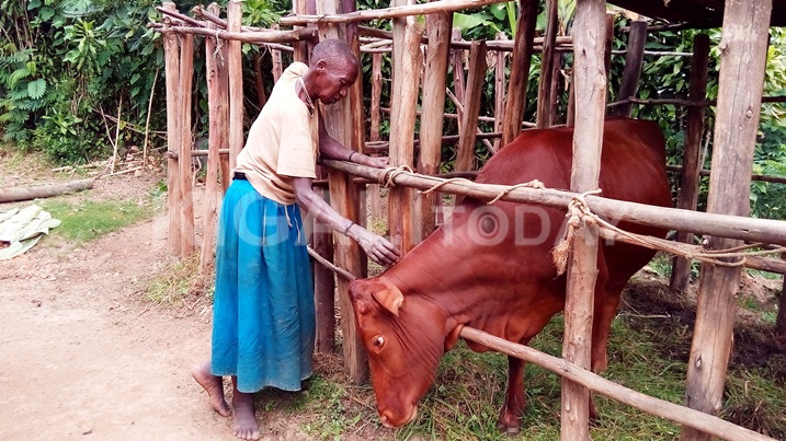 Inka zatanzwe muri gahunda ya Gir'inka zahinduye byinshi k'ubuzima bw'abazihawe.