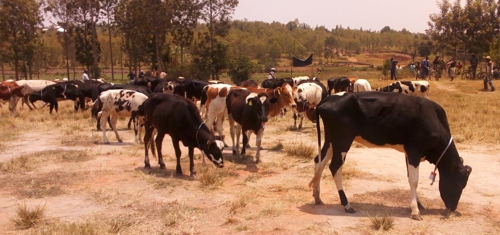 Inka zimaze gutangwa ku miryango 202 yiyunze ni 101