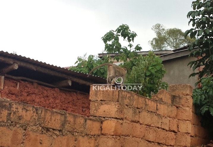 Abaturage bavuga ko iyi nkende yabajujubije yirirwa izenguruka mu ngo zo mu kagari ka Cyasemakamba.