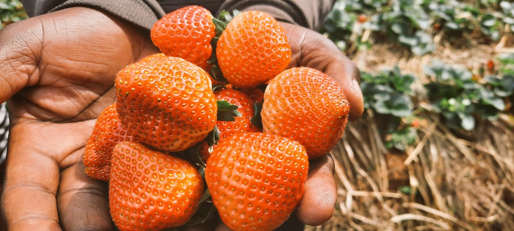 Inkeri zerera amezi atatu kandi umuhinzi akamara umwaka azisarura