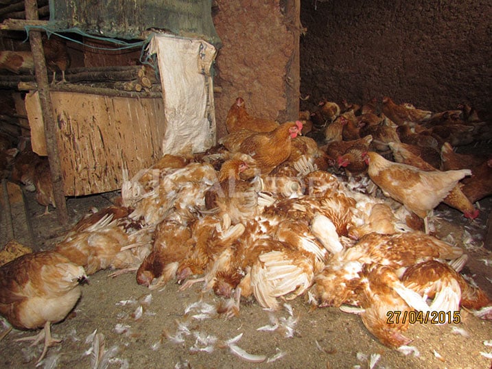 Inkoko nzima zinyura hejuru y'izapfuye.