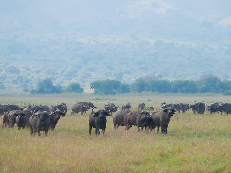 Imbogo ziri mu nyamaswa ziboneka muri Pariki y'Akagera (Ifoto: Keyvan Amigh)