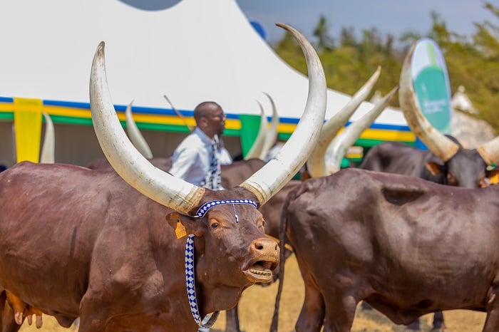 Hamuritswe inyambo muri Agrishow yabaga ku nshuro ya 17 