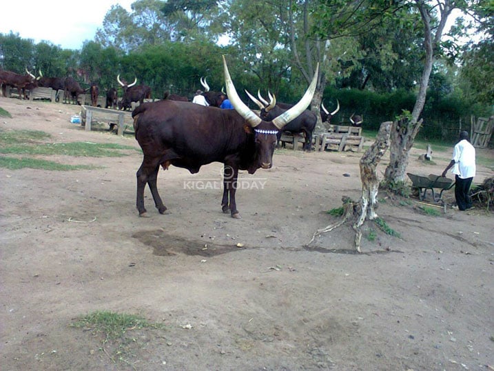 I Nyanza ni ho honyine usanga ishyo ry'Inyambo zatojwe ariko hirya no hintu mu gihugu ushobora kuhasanga inzuri zororerwamo