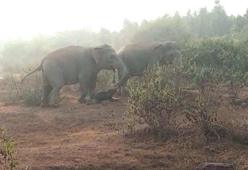 Umurambo w'icyana cy'inzovu ukururwa n'imwe mu nzovu nkuru zijya kuwushyingura mu murima w'icyayi